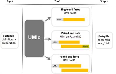 UMIc: A Preprocessing Method for UMI Deduplication and Reads Correction